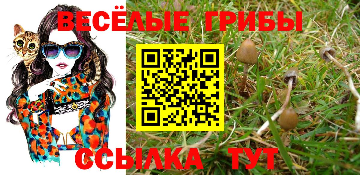 Псилоцибиновые грибы Psilocybe Елабуга